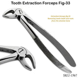 Tooth Extraction Forceps Fig-33